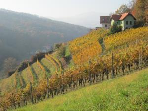 Vinogradi nad Čreto